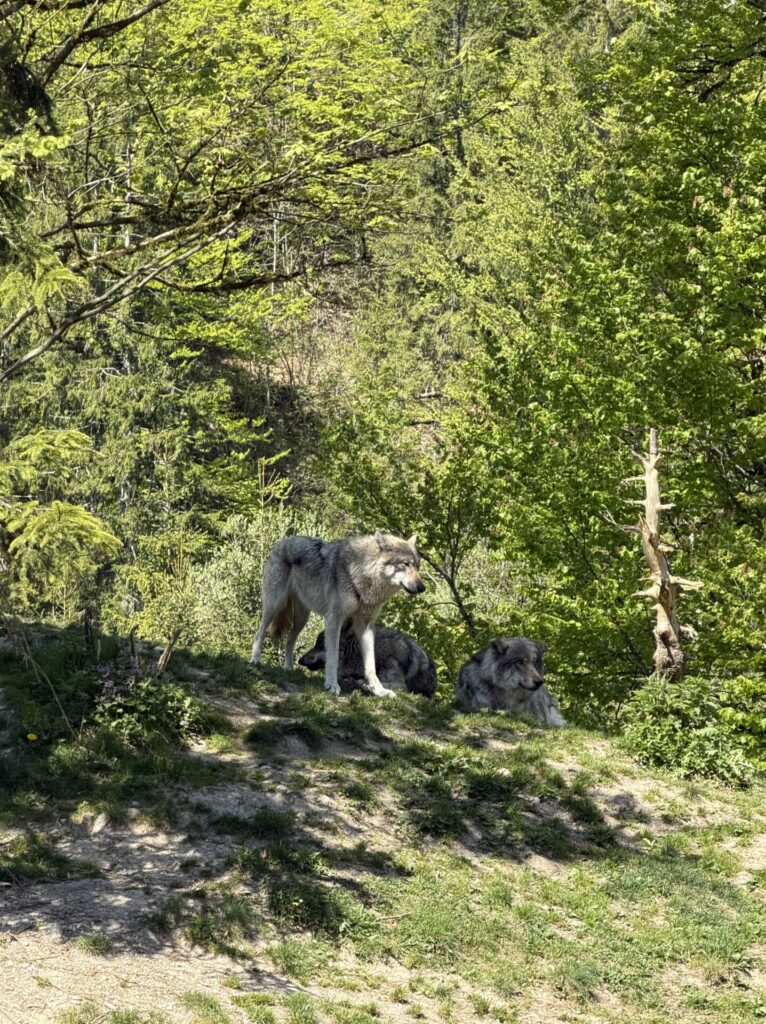 Wolf im Cumberlandpark