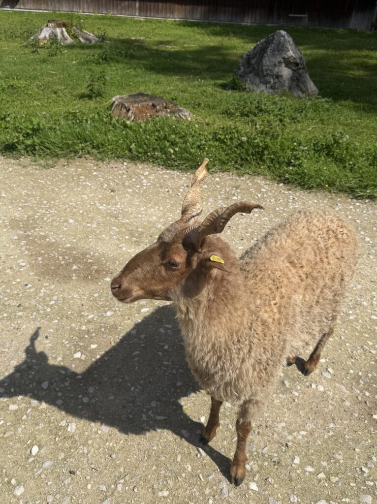 Schaf im Cumberlandpark