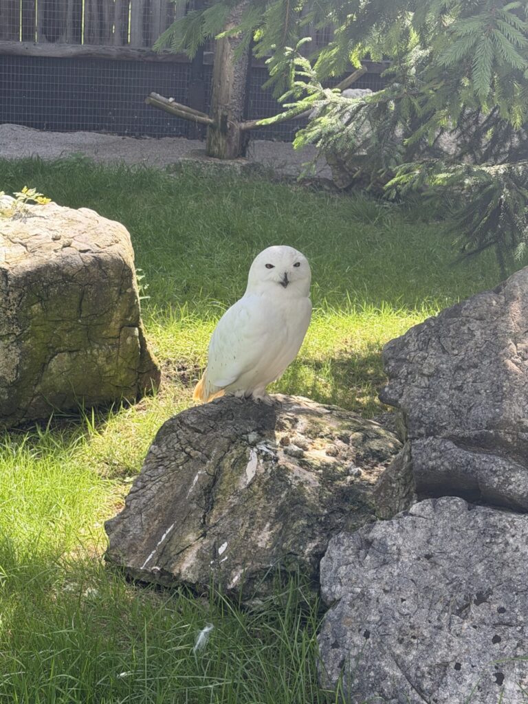 Schneeeule im Cumberlandpark