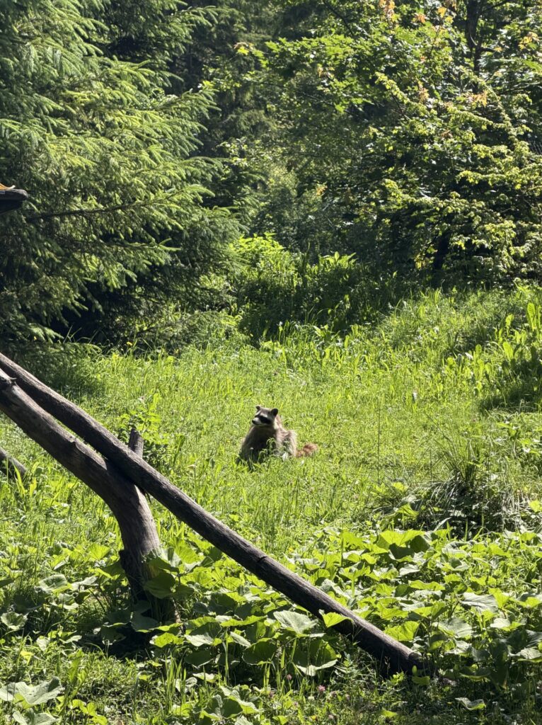 Waschbär im Cumberlandpark