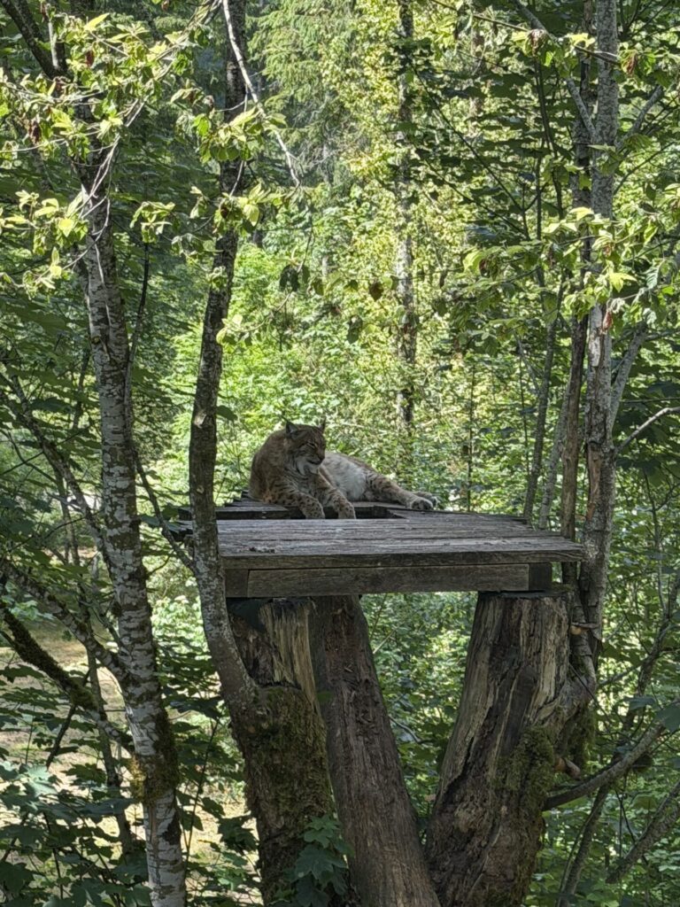Luchs im Cumberlandpark