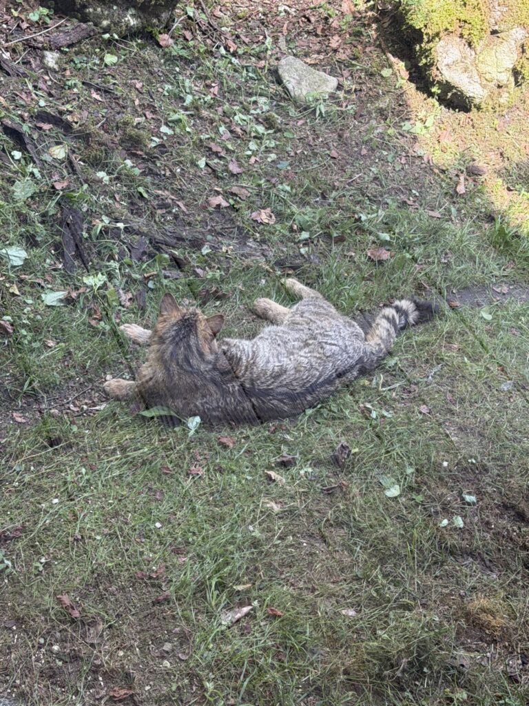 Wildkatze im Cumberlandpark