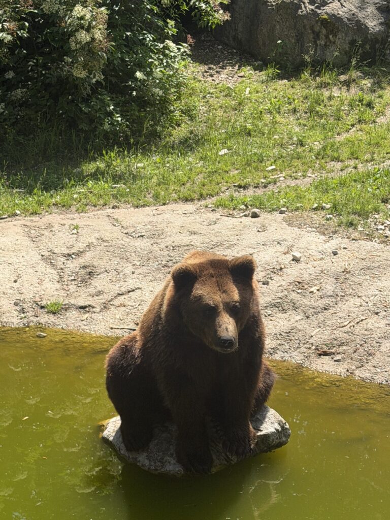 Braunbär im Cumberlandpark